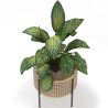 Ronde Vloerplantenbak - Boho-stijl - Fusión image 7